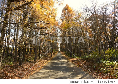 Autumnal tree-lined road leading to Iizuna Plateau (Iizuna Plateau, Nagano Prefecture) Autumnal tree-lined road leading to Iizuna Plateau (Iizuna Plateau, Nagano Prefecture) 135491267