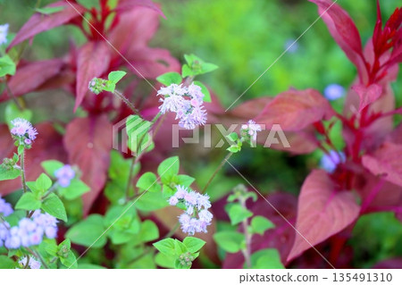 Refreshing Eupatorium flower Refreshing Eupatorium flower 135491310