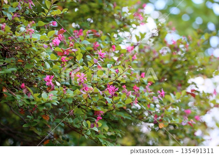 紅花Tokiwamansaku花 135491311