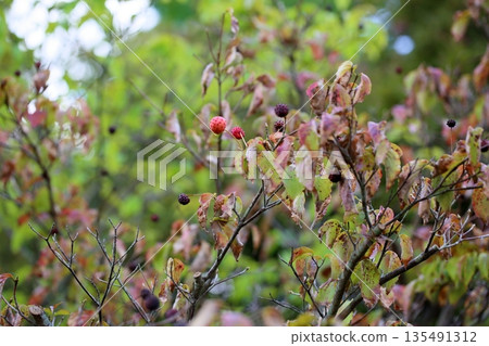 Colorful and cute dogwood fruits Colorful and cute dogwood fruits 135491312