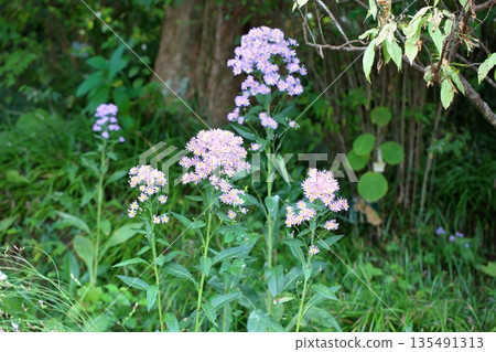 清爽紫苑花 135491313