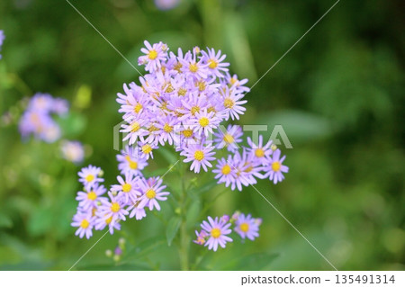 清爽紫苑花 清爽紫苑花 135491314