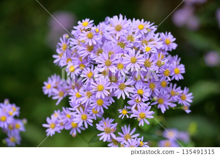 Refreshing Shion Flower Refreshing Shion Flower 135491315