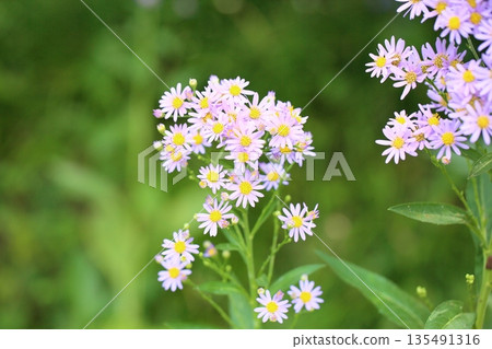 Refreshing Shion Flower 135491316