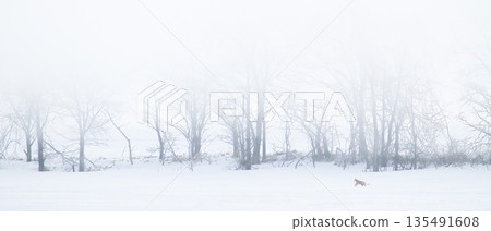 The Storm and the Red Fox The Storm and the Red Fox 135491608