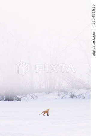 The Storm and the Red Fox The Storm and the Red Fox 135491619