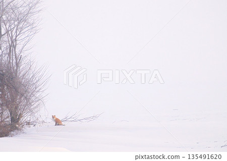 The Storm and the Red Fox The Storm and the Red Fox 135491620