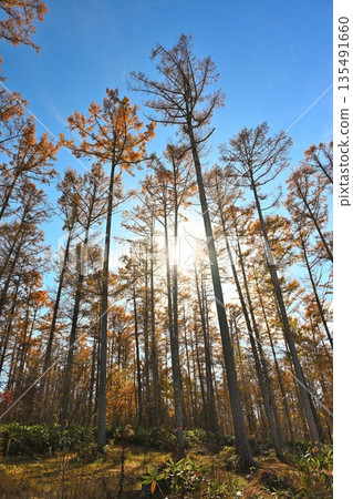 長野森林村(長野縣長野市)的秋葉 長野森林村(長野縣長野市)的秋葉 135491660