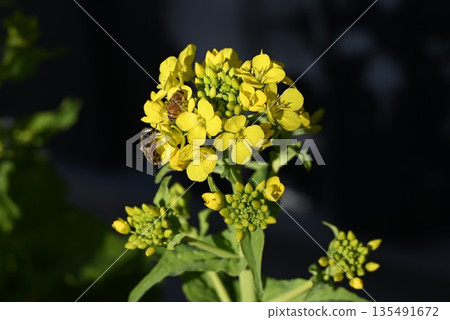 Rape blossoms and bees Rape blossoms and bees 135491672