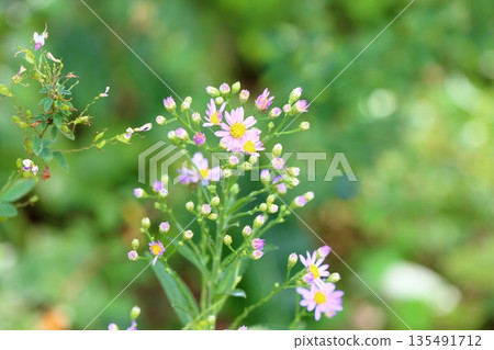 Pure Zion Flower Pure Zion Flower 135491712