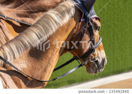 賽馬場景色：領頭馬的臉龐，京都府京都市 135491848