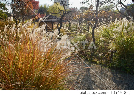 Fall of Mukojima hundred Garden 135491863