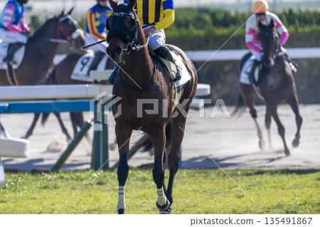 Scenery from the racecourse: Horses after the race, Kyoto City, Kyoto Prefecture Scenery from the racecourse: Horses after the race, Kyoto City, Kyoto Prefecture 135491867