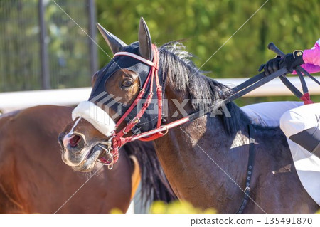 賽馬場景色：賽後馬匹，京都府京都市 135491870