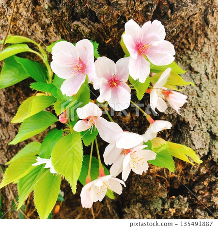 Cherry blossoms and young leaves sprouting from the trunk - vitality and hope for spring Cherry blossoms and young leaves sprouting from the trunk - vitality and hope for spring 135491887