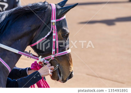 Scene from the racecourse: Horses entering the main racecourse, Kyoto City, Kyoto Prefecture Scene from the racecourse: Horses entering the main racecourse, Kyoto City, Kyoto Prefecture 135491891