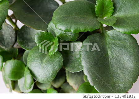 Kalanchoe flower indoors, close-up of Kalanchoe plant indoors top view Kalanchoe flower indoors, close-up of Kalanchoe plant indoors top view 135491932