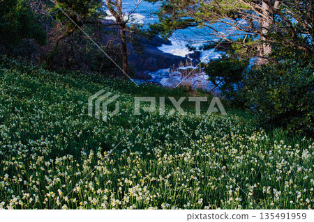 Echizen daffodils bathed in the morning sun 135491959