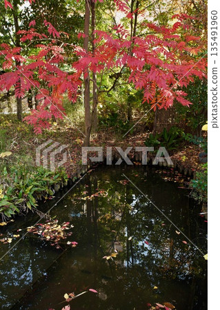 秋季向島百花園 秋季向島百花園 135491960