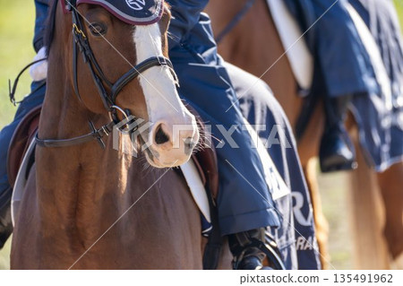 Scenery from the racecourse: The face of a lead horse, Kyoto City, Kyoto Prefecture Scenery from the racecourse: The face of a lead horse, Kyoto City, Kyoto Prefecture 135491962
