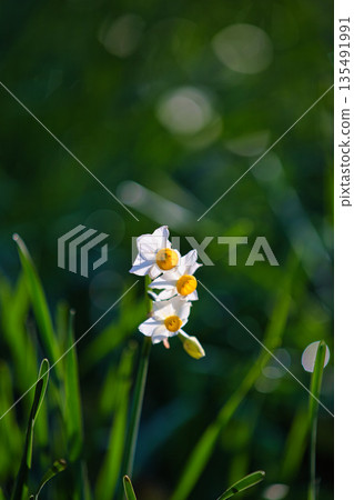 Echizen daffodils bathed in the morning sun Echizen daffodils bathed in the morning sun 135491991