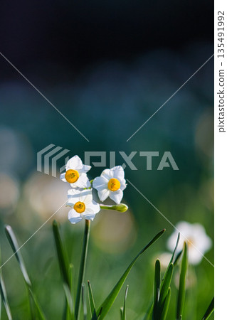 沐浴在晨光中的越前水仙花 135491992