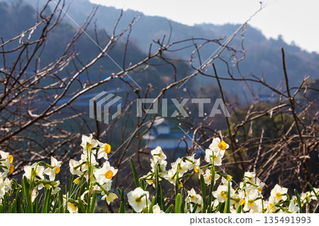 Echizen daffodils bathed in the morning sun Echizen daffodils bathed in the morning sun 135491993