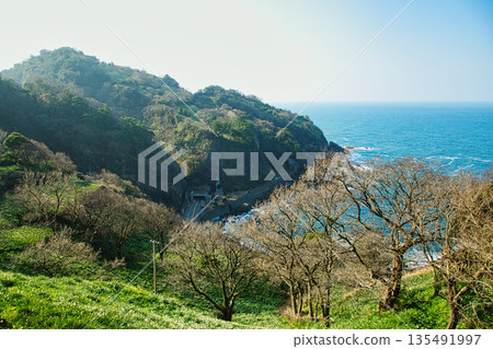 Echizen daffodils bathed in the morning sun 135491997