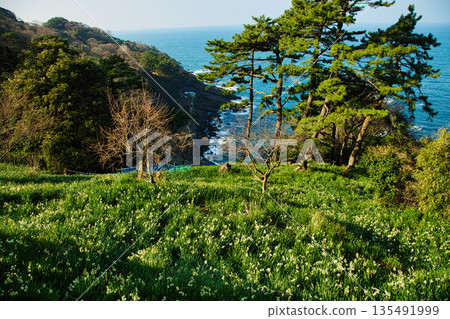 Echizen daffodils bathed in the morning sun 135491999