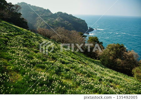 沐浴在晨光中的越前水仙花 沐浴在晨光中的越前水仙花 135492005
