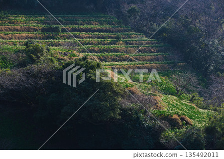 沐浴在晨光中的越前水仙花 135492011