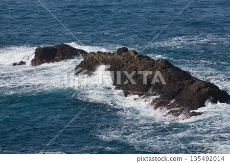 沐浴在晨光中的越前水仙花 135492014