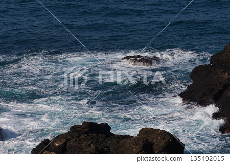 沐浴在晨光中的越前水仙花 沐浴在晨光中的越前水仙花 135492015