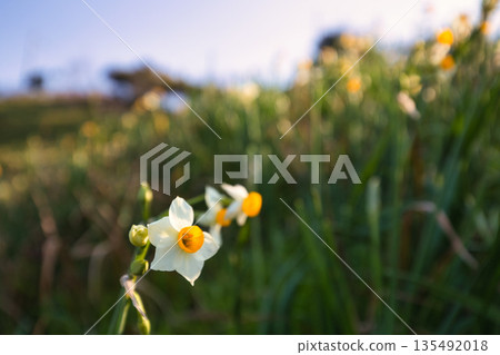 沐浴在晨光中的越前水仙花 135492018