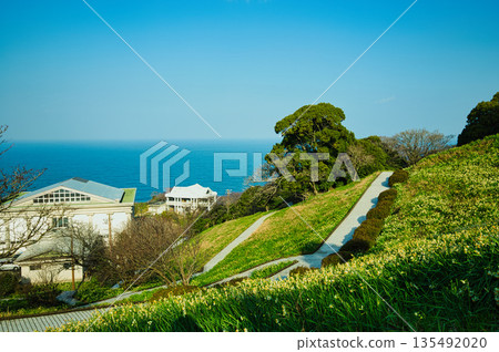 Echizen daffodils bathed in the morning sun Echizen daffodils bathed in the morning sun 135492020