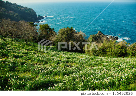 Echizen daffodils bathed in the morning sun Echizen daffodils bathed in the morning sun 135492026