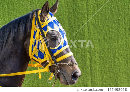 Scene from the racecourse: Horses entering the main racecourse, Kyoto City, Kyoto Prefecture Scene from the racecourse: Horses entering the main racecourse, Kyoto City, Kyoto Prefecture 135492038