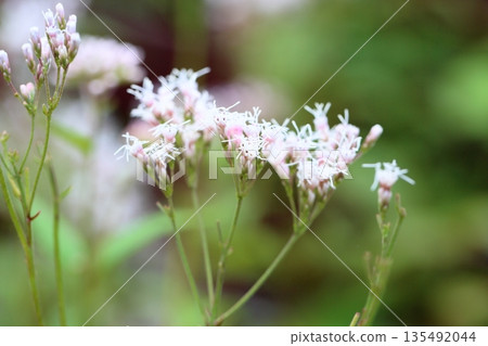 Refreshing Fujibakama Seven Herbs of Autumn Refreshing Fujibakama Seven Herbs of Autumn 135492044