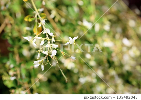 Pure white bush clover flowers 135492045