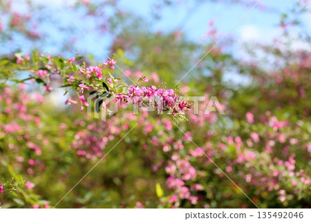 Cute bush clover flowers, one of the seven herbs of autumn 135492046