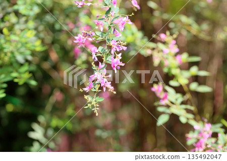 Cute bush clover flowers, one of the seven herbs of autumn 135492047