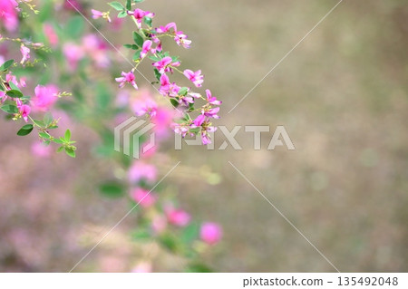 Cute bush clover flowers, one of the seven herbs of autumn Cute bush clover flowers, one of the seven herbs of autumn 135492048