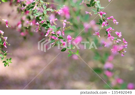 可愛的灌木三葉草花，秋季七種草藥之一 135492049