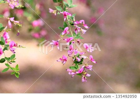 可愛的灌木三葉草花，秋季七種草藥之一 135492050