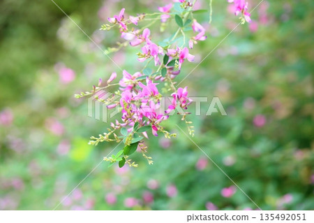 可愛的灌木三葉草花，秋季七種草藥之一 135492051
