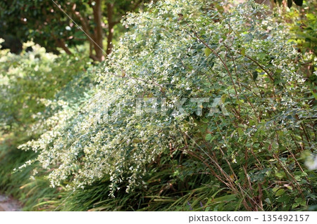 Pure white bush clover flowers Pure white bush clover flowers 135492157