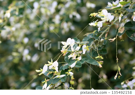 Pure white bush clover flowers Pure white bush clover flowers 135492158