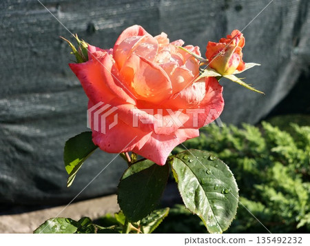 Salmon-colored rose flower background. Roses on bush in the garden, close-up. Flower with water droplets after rain or morning dew. Plant care, landscaping, holiday gift for a girl. Salmon-colored rose flower background. Roses on bush in the garden, close-up. Flower with water droplets after rain or morning dew. Plant care, landscaping, holiday gift for a girl. 135492232