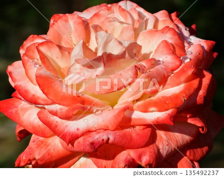 A red and white rose background. Roses on bush in the garden, close-up. A flower with water droplets after rain or morning dew. Plant care, landscaping A red and white rose background. Roses on bush in the garden, close-up. A flower with water droplets after rain or morning dew. Plant care, landscaping 135492237