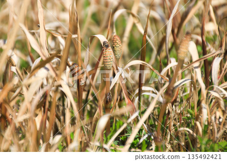 筑紫 筑紫 135492421